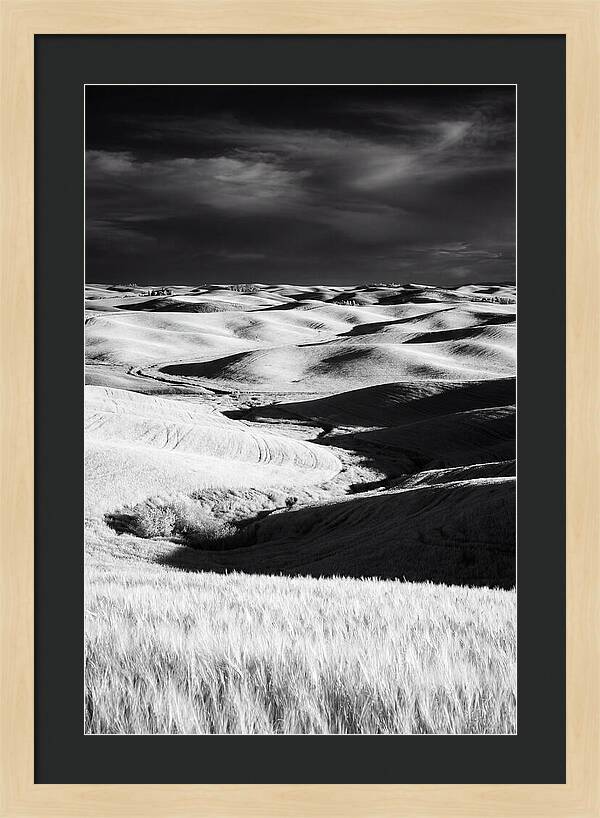 Palouse In Bloom