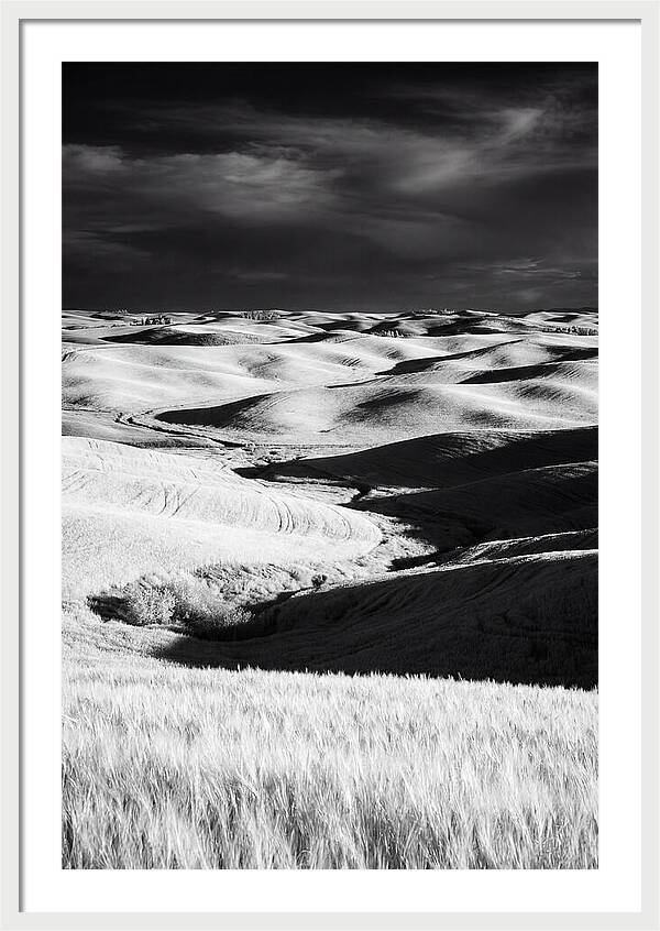 Palouse In Bloom