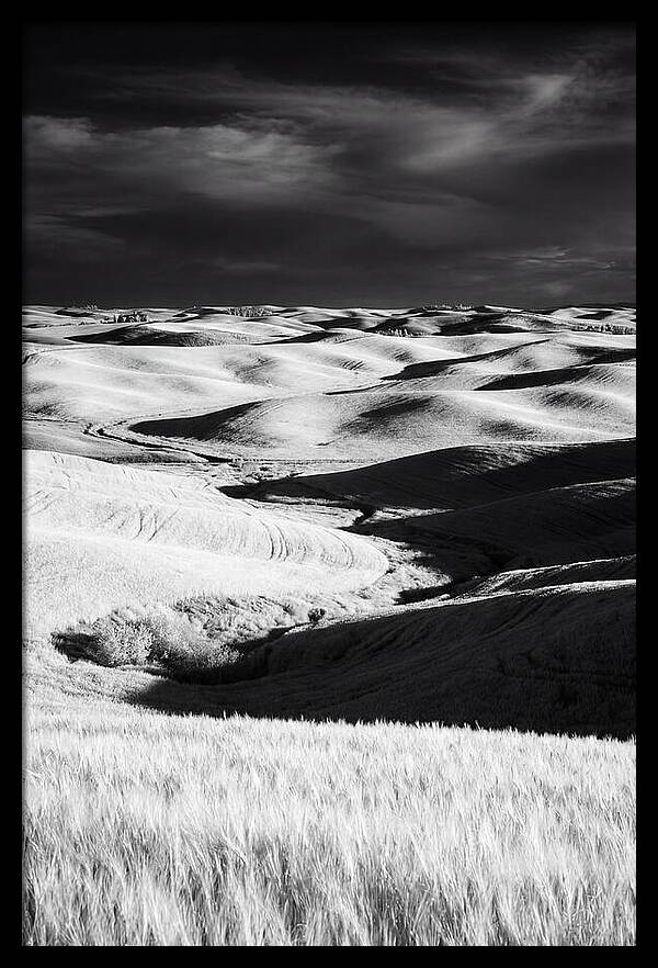 Palouse In Bloom