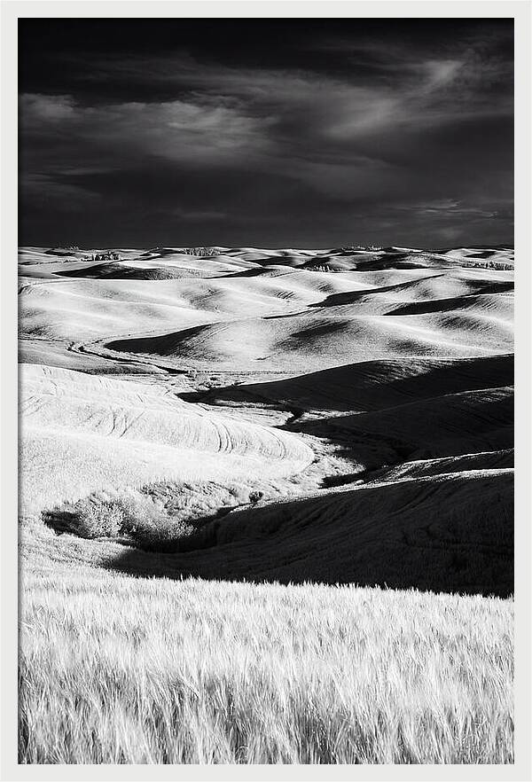 Palouse In Bloom