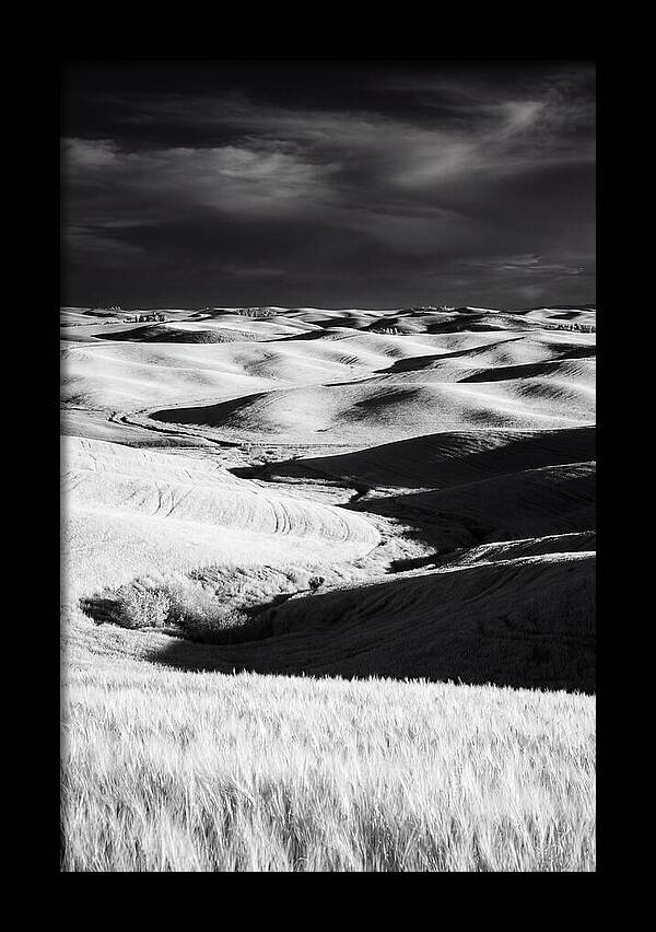 Palouse In Bloom
