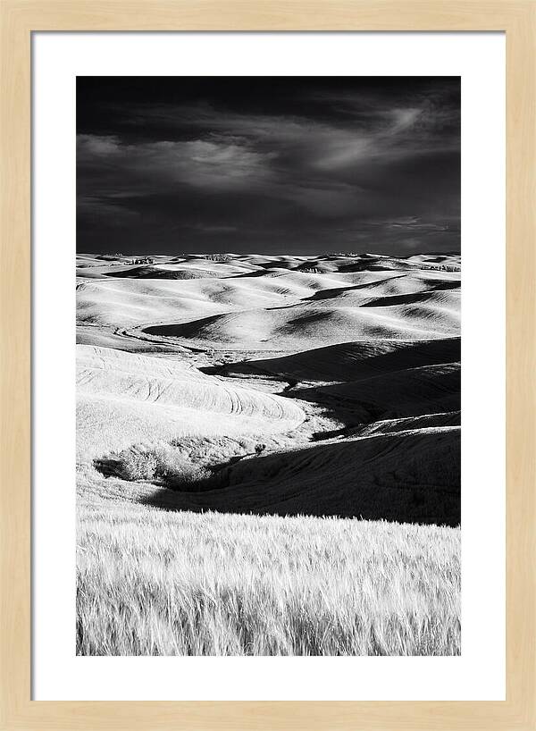 Palouse In Bloom