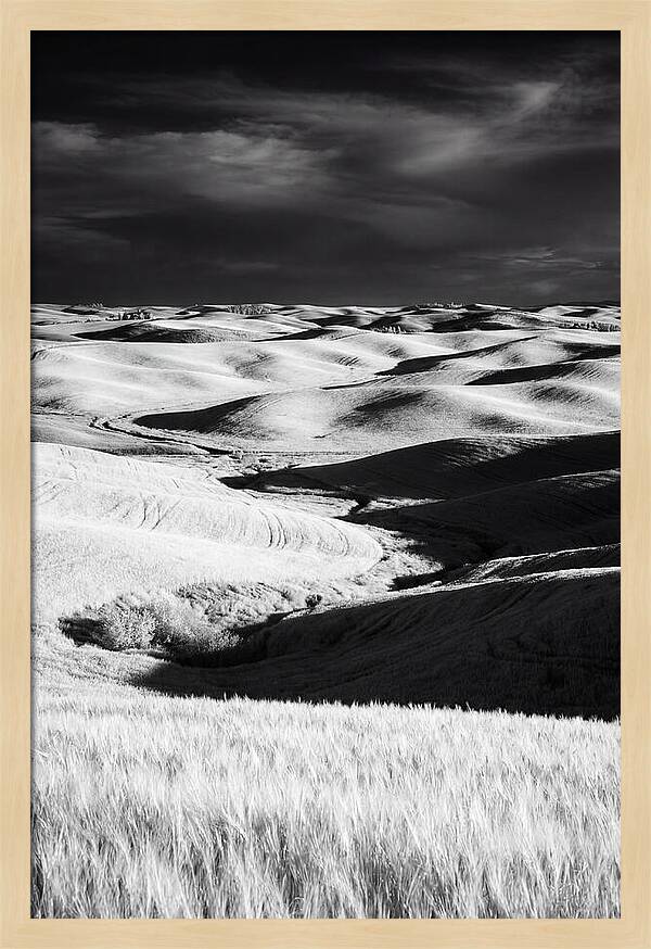 Palouse In Bloom
