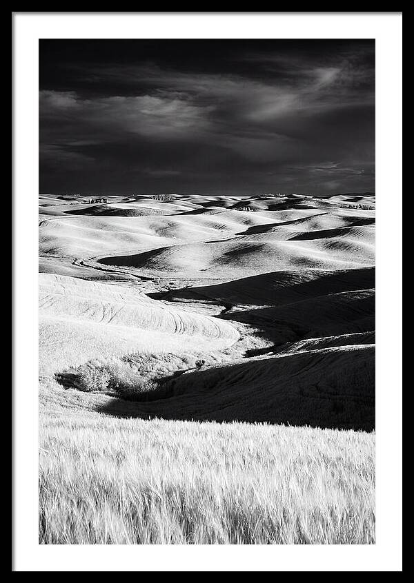 Palouse In Bloom