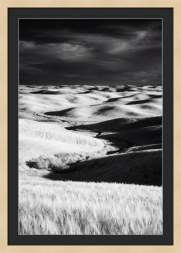 Palouse In Bloom