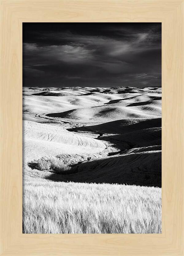 Palouse In Bloom