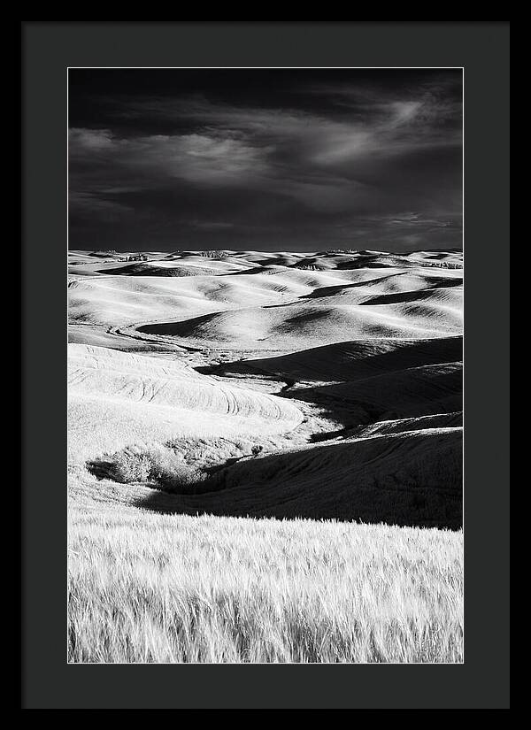 Palouse In Bloom