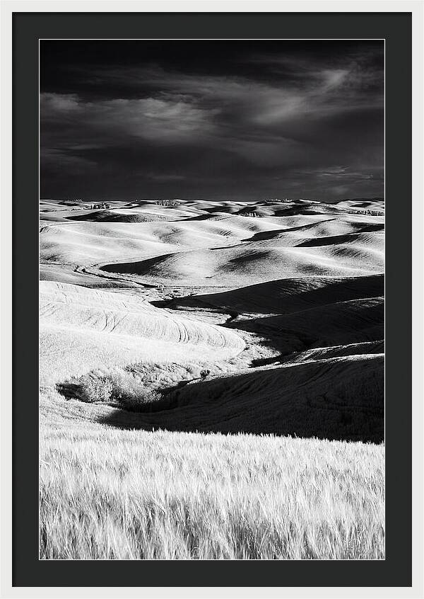 Palouse In Bloom