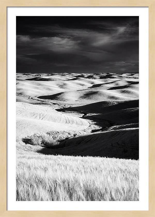 Palouse In Bloom