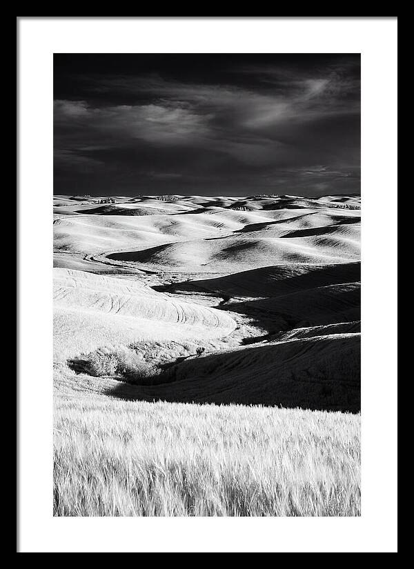 Palouse In Bloom
