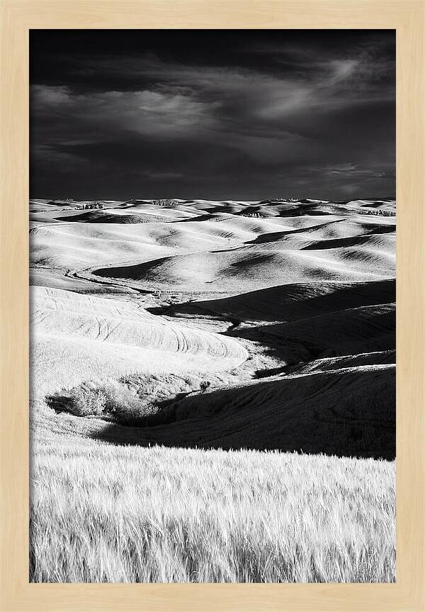 Palouse In Bloom