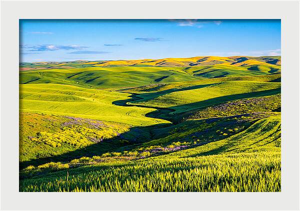 Palouse Springtime Tranquility