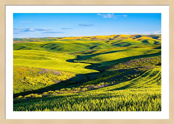Palouse Springtime Tranquility