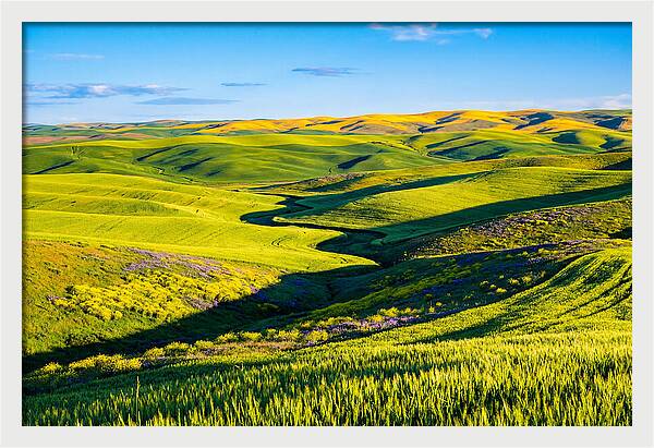 Palouse Springtime Tranquility