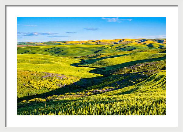 Palouse Springtime Tranquility