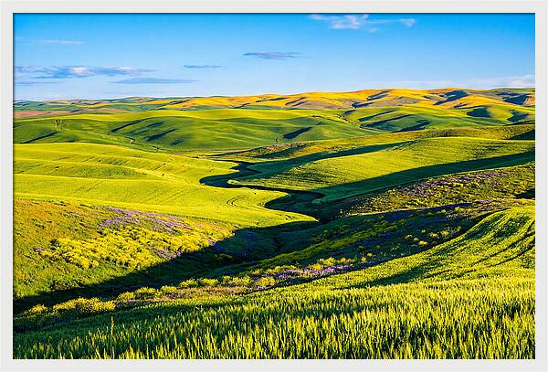 Palouse Springtime Tranquility