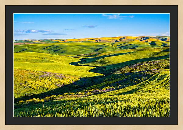 Palouse Springtime Tranquility