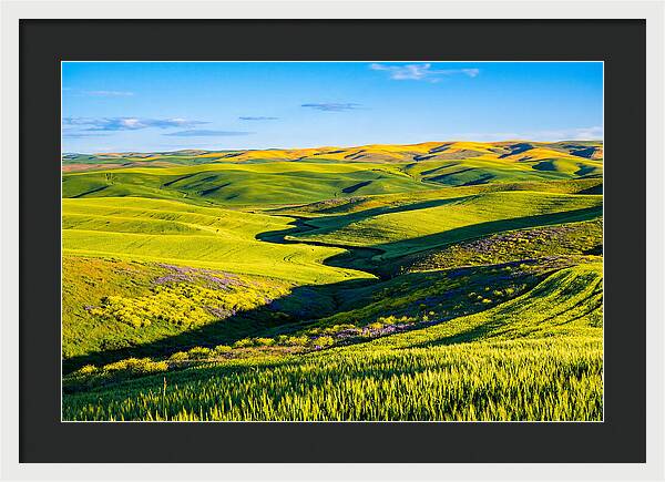 Palouse Springtime Tranquility