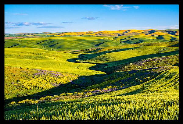 Palouse Springtime Tranquility
