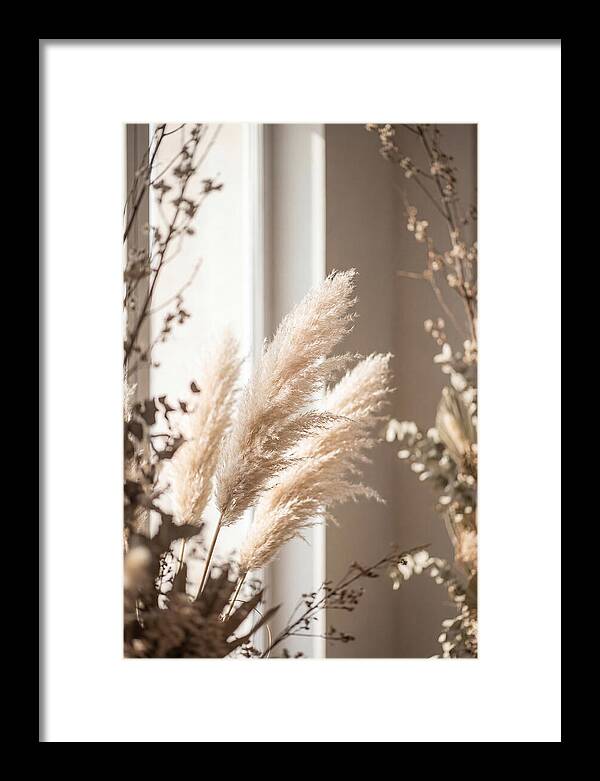 Pampas Grass Plumes Waving