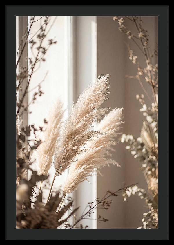 Pampas Grass Plumes Waving