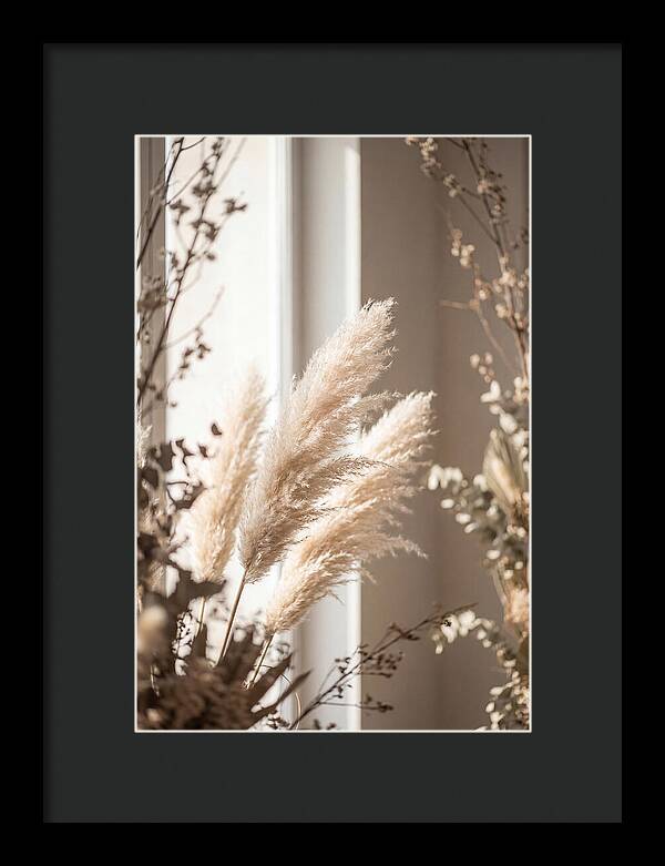 Pampas Grass Plumes Waving