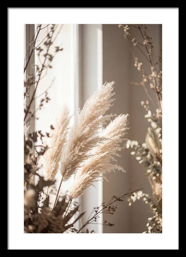 Pampas Grass Plumes Waving