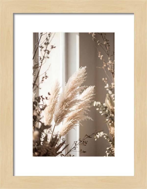 Pampas Grass Plumes Waving