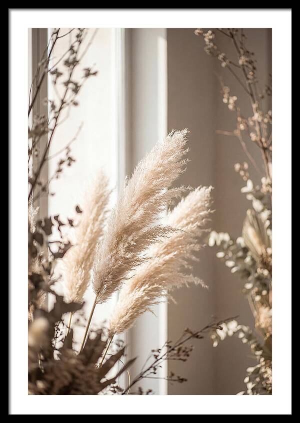 Pampas Grass Plumes Waving