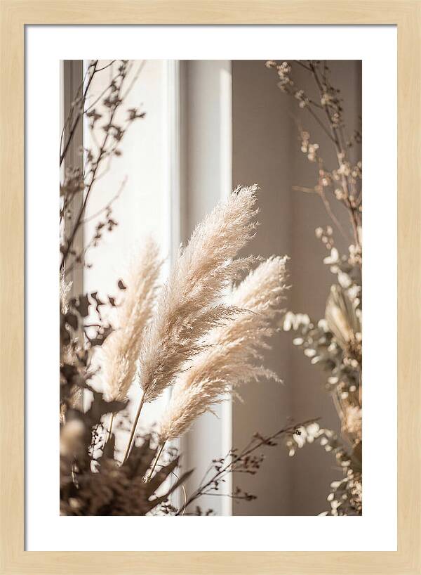 Pampas Grass Plumes Waving