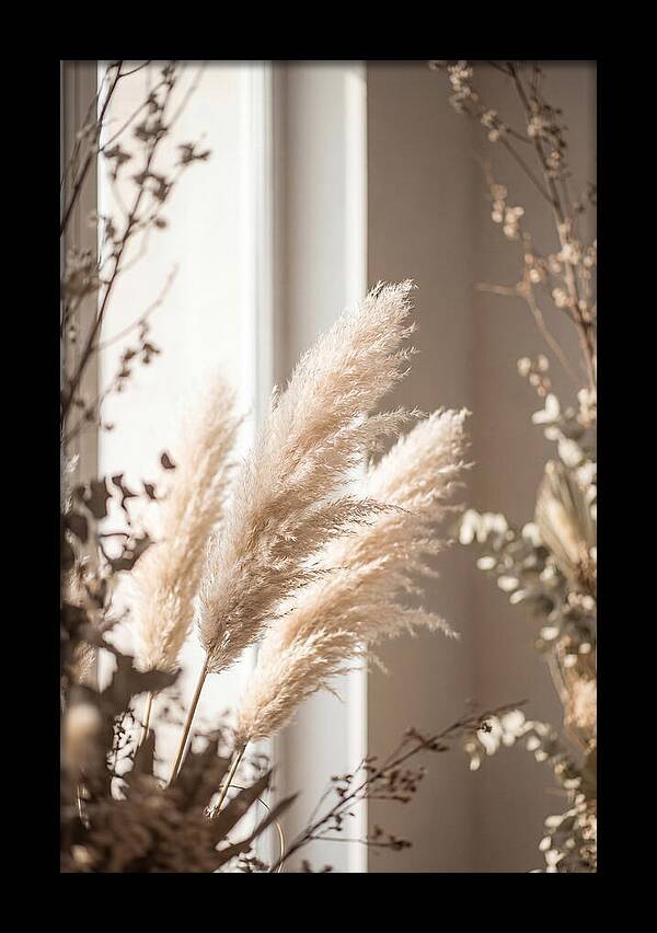 Pampas Grass Plumes Waving