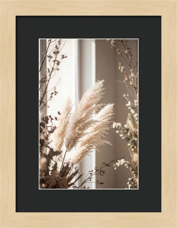 Pampas Grass Plumes Waving