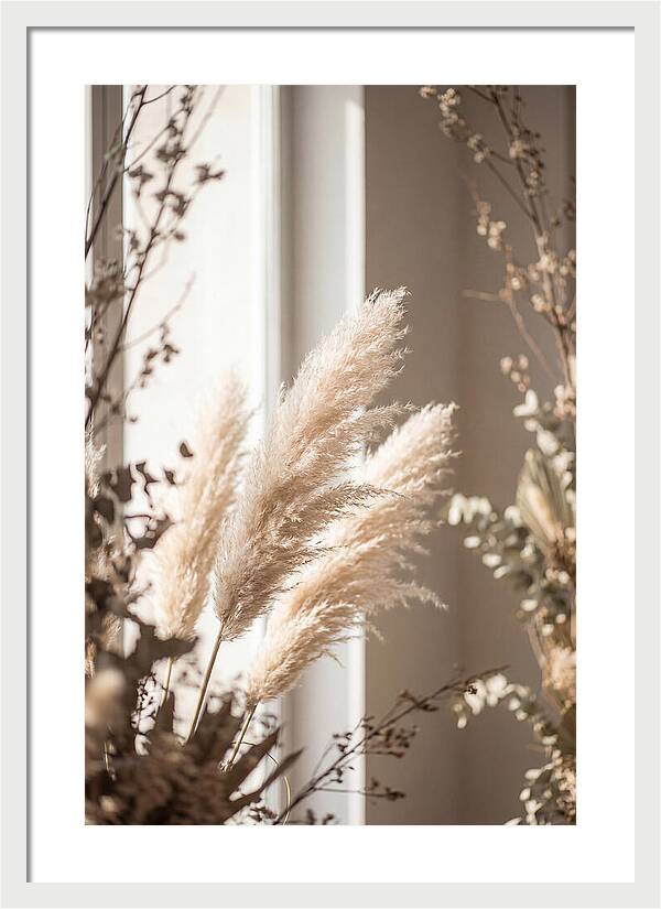 Pampas Grass Plumes Waving