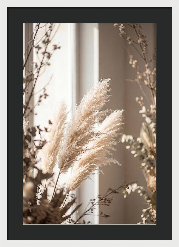 Pampas Grass Plumes Waving
