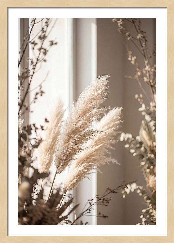 Pampas Grass Plumes Waving