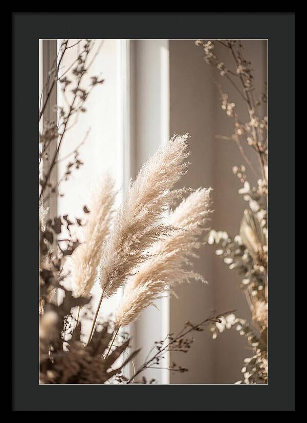 Pampas Grass Plumes Waving