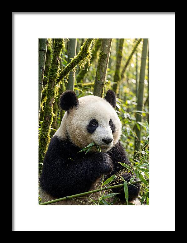 Panda Enjoying Bamboo Snack