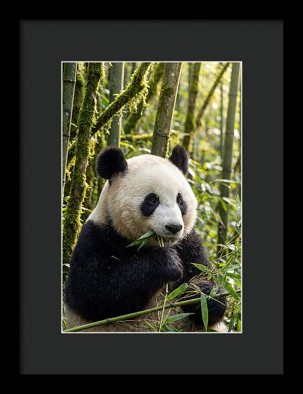 Panda Enjoying Bamboo Snack