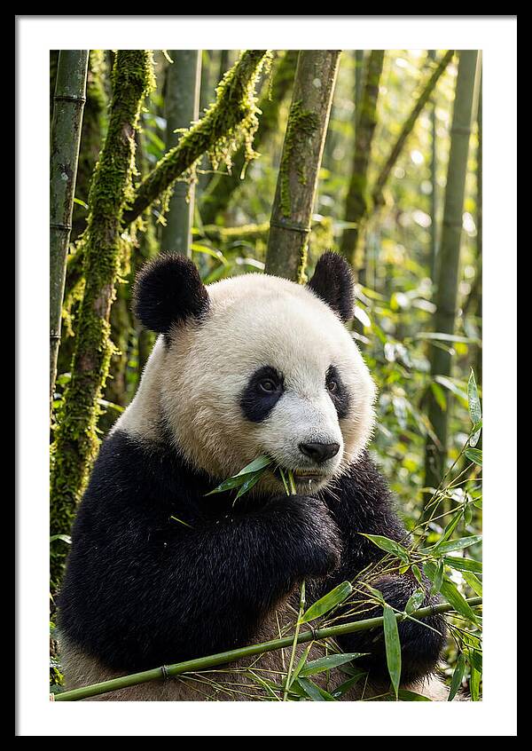 Panda Enjoying Bamboo Snack