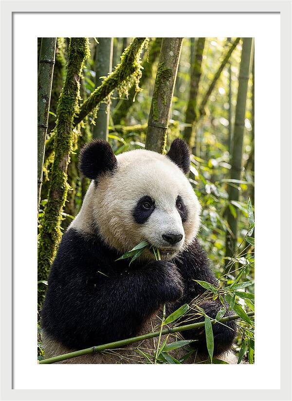 Panda Enjoying Bamboo Snack