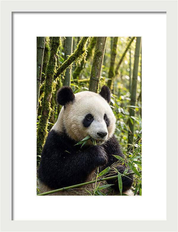 Panda Enjoying Bamboo Snack