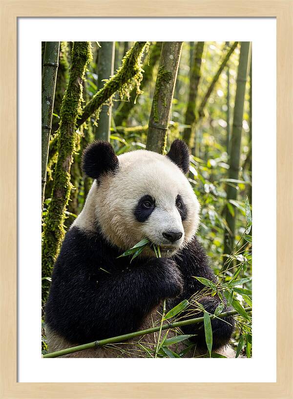 Panda Enjoying Bamboo Snack