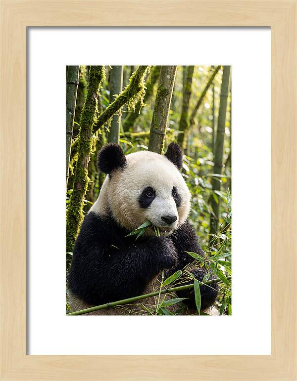 Panda Enjoying Bamboo Snack