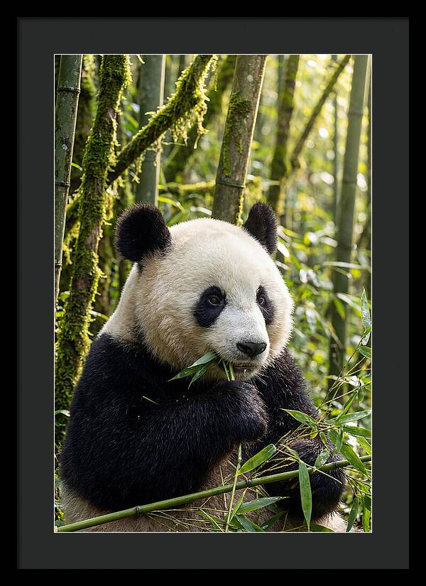 Panda Enjoying Bamboo Snack