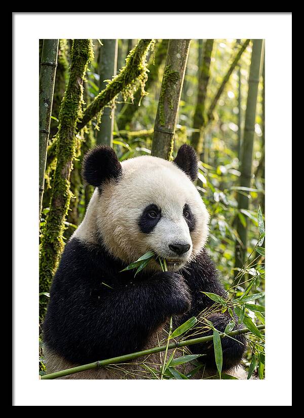 Panda Enjoying Bamboo Snack