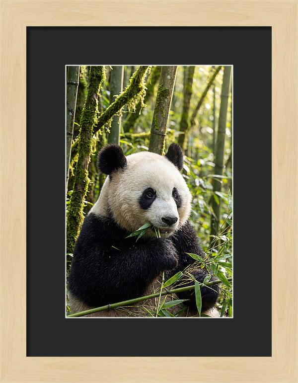 Panda Enjoying Bamboo Snack