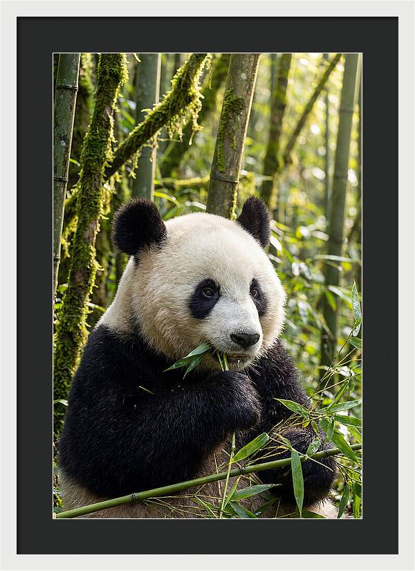 Panda Enjoying Bamboo Snack