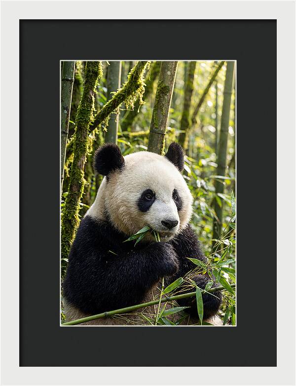 Panda Enjoying Bamboo Snack