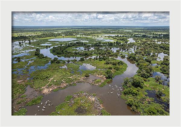 Pantanal Landscape In Flood Season