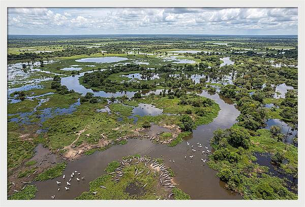 Pantanal Landscape In Flood Season